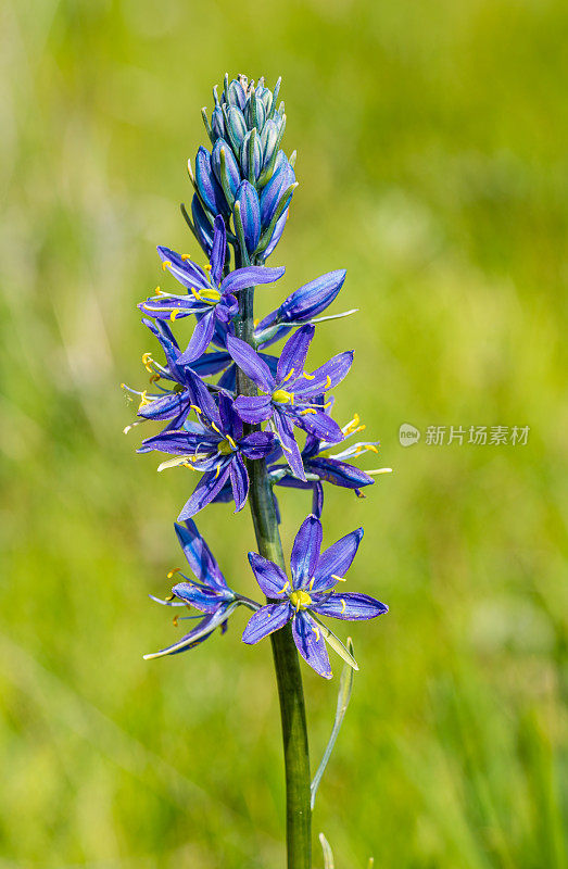 Camassia quamash。淡蓝色到深蓝色的花生长在茎末端的总状花序中。每一朵呈放射状对称的星形花都有6片花瓣。拉森火山国家公园，加利福尼亚。